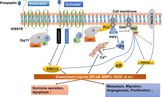 Kisspeptin/KISS1R signaling and potential functions at a glance. KISS1R is a seven-transmembrane domain, Gq/11-coupled receptor. Upon binding of kisspeptin, the intracellular portion of KISS1R phosphorylates Gq/11. The α-subunit of Gq/11 activates PLC, which subsequently cleaves PIP2 into IP3 and DAG. IP3 promotes intracellular Ca2+ release from the endoplasmic reticulum, while DAG activates a signaling cascade by phosphorylating PKC. PKC activation induces the phosphorylation of ERK1/2 and p38. In addition, activation of KISS1R recruits arrestin-1 and -2, which down-regulates and up-regulates phosphorylated ERK1/2 levels, respectively. The activation of KISS1R can also stimulate the phosphorylation of PI3K/Akt, and suppress the phosphorylation of PI3K/Akt by blocking the prometastatic chemokine receptor CXCR4 (the receptor for the chemokine stromal cell-derived factor 1) signaling. These signals act on downstream pathways, including NF-κB, MMPs and VEGF, to promote hormone secretion and apoptosis and inhibit metastasis, migration, angiogenesis and proliferation. DAG, diacylglycerol; ERK1/2, extracellular signal-regulated kinase; IP3, inositol 1,4,5-triphosphate; PI3K, phosphatidylinositol-3-kinase; MMPs, matrix metalloproteinases; NF-κB, nuclear factor κB; PIP2, phosphatidylinositol 4,5-bisphosphate; PKC, protein kinase C; PLC, phospholipase C; VEGF, vascular endothelial growth factor.