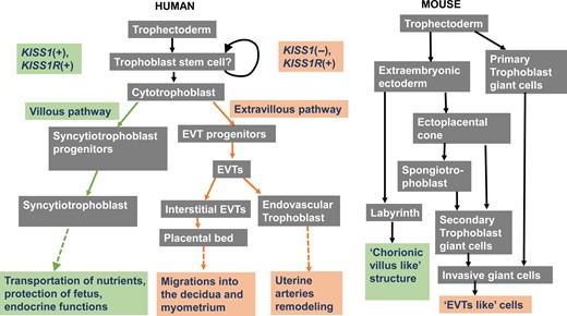 Flow diagram demonstrating the different cell lineage pathways involved in murine and human trophoblast differentiation and function.KISS1 is mainly expressed in cells of the villous pathway, while KISS1R is expressed in cells of both the villous and extravillous pathways. Modified from James et al. (2012).