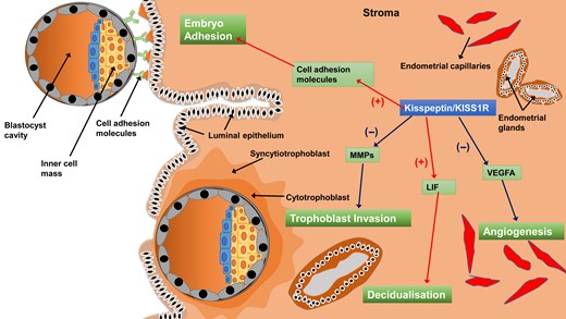 A schematic diagram showing how the kisspeptin/KISS1R system regulates the processes of embryo implantation and placentation. Kisspeptin promotes embryo adhesion to the endometrium and stroma decidualization by up-regulating cell adhesion molecules and LIF, respectively. Kisspeptin inhibits trophoblast invasion and angiogenesis via the down-regulation of MMPs and VEGFA, respectively. VEGFA, vascular endothelial growth factor A; MMPs, matrix metalloproteinases; LIF, leukemia inhibitory factor.