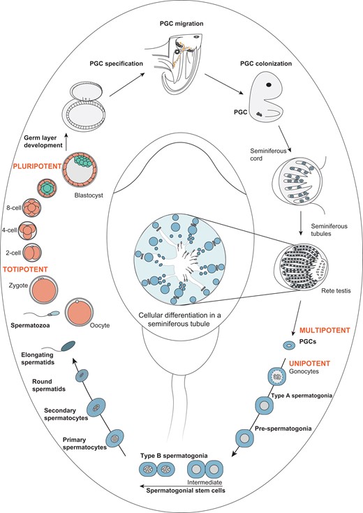 Developmental pathway illustrating male germline stem cell development and maturation from primordial germ cells to spermatozoa. Fusion of oocyte and spermatozoa leads to the formation of a totipotent zygote, which undergoes multi-step cleavage and gives rise to a blastocyst. From the inner cell mass of the blastocyst, the epiblast arises, which differentiates into the three germ cell layers ectoderm, mesoderm and endoderm. The formation and specification of primordial germ cells (PGC) in the endoderm initiates male and female-specific germ cell development. In male-specific germ cell developmental pathways, multipotent PGC migrate and colonize the gonadal ridges and further differentiate into unipotent gonocytes in seminiferous tubules. Gonocytes undergo sequential cell divisions differentiating into spermatogonia (including the spermatogonial stem cell (SCC) population), spermatocytes, spermatids and spermatozoa, thereby completing the cycle of spermatogenesis.