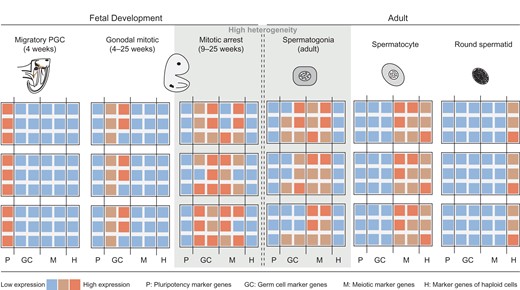 Heat map showing the general gene expression profiles of human germ cells during different developmental stages. On the basis of gene expression analysis using RNA sequencing at single cell level, three PGC subpopulations can be identified during human fetal development: migratory, gonadal mitotic and mitotically arrested PGC. Based on single-cell analysis of human adult spermatogonia, transcriptionally distinct subpopulations can be distinguished. Note that a high degree of transcriptional heterogeneity can be observed in germ cell populations prior to differentiation, specifically in mitotically arrested PGC and undifferentiated spermatogonia (grey shaded area). In contrast, more mature germ cells, including spermatocytes and round spermatids, appear to be more homogenous cell populations. As information on transcriptional properties of germ cells from birth until puberty is lacking, this period is indicated by two dashed lines. P = expression of pluripotency marker genes; GC = germ cell marker genes; M = meiotic marker genes; H = marker genes of haploid cells.