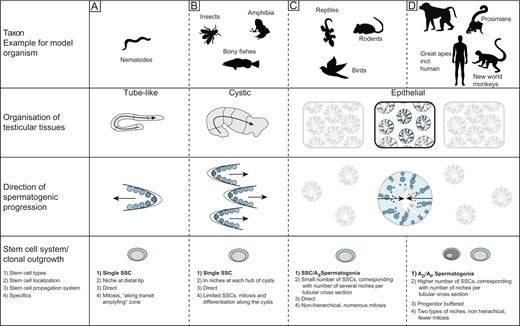 Comparison of various types of testicular organization in model organisms. The figure shows three types of testes, representative of most model organisms (A–C). Representative tube shaped Caenorhabditis elegans (A) testis containing the stem cell niche at the distal tip with SSC differentiating linearly. The cystic testis (B) type composed of a number of synchronously differentiating cysts; with SSC accompanied by supporting somatic cells forming the testicular niches (one per cyst) at the hub region. Clonal outgrowth from spermatogonia to spermatids occurs longitudinally along the testicular axis resulting in homogenous progress. The lobular or epithelial testis (C, D) present in reptiles, birds and mammals is divided into two compartments (the interstitium and the seminiferous tubules) with germ cells differentiating radially from the basal lamina to the lumen. In mammals, two stem cell systems were described: a ‘direct’ (C) and a ‘progenitor-buffered’ system (in primates) (D). In the figure, AD represents Adark spermatogonia, AP represents Apale spermatogonia and AS represents Asingle spermatogonia.