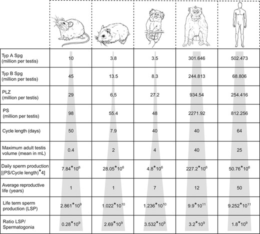 Proposed models of SSC kinetics in five different mammalian species. The calculated sperm turnover rate/generation in five different species (rats (Rattus rattus), Djungarian hamsters (Phodopus sungorus), marmosets (Callithrix jacchus), macaques (Macaca fascicularis), humans (Homo sapiens)), representing the two stem cell systems (‘direct’ and ‘progenitor-buffered’) is shown. Average numbers of type A spermatogonia (SPG), type B spermatogonia, pre-leptotene–zygotene (PLZ) and pachytene spermatocytes (PS) per testis, respectively, were used to calculate daily sperm production, lifetime sperm production (LSP) and the ratio of LSP/type A spermatogonium. The tip of the grey-shaded pyramid represents the population size of type A spermatogonia. The base of the pyramid shows that the LSP ratio is in the range of 109–1011 for all the species. The ratio of LSP/type A spermatogonium is in the similar order of 109 for the respective species, possibly pointing to a general adaptation process in terms of testicular productivity.