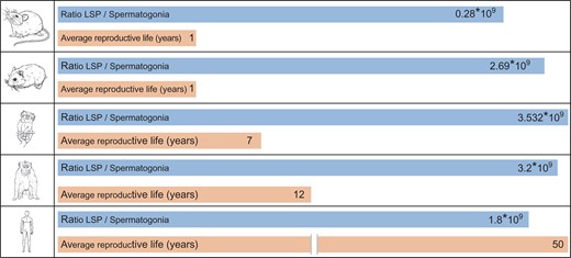 Ratio of LSP rates/type A spermatogonium in five different mammalian species. For rats (Rattus rattus), Djungarian hamsters (Phodopus sungorus), marmosets (Callithrix jacchus), macaques (Macaca fascicularis), and humans (Homo sapiens), the ratio of LSP/type A spermatogonium was found to be in the order of 109 in all species. Blue bars represent the ratios and orange bars represent the average reproductive lifespan (numbered in years).