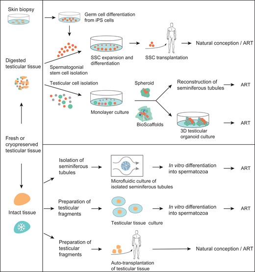SSC-based experimental strategies for male fertility restoration and preservation. The schematic diagram depicts approaches that are based on testicular cell suspensions (top) and testicular tissue fragments (bottom). Cellular approaches involve the following methods: Reprogramming of iPSC to germ cells; SSC isolation, propagation and differentiation by autotransplantation; reconstruction of seminiferous tubules via testicular cells using 2D or 3D organoid structures (with matrix support). Tissue-based approaches preserve the structural integrity of the seminiferous epithelium and include the following methods: Isolation and culture of seminiferous tubules via a perfusion-based non-static microfluidic system; culture of testicular fragments via an agarose or membrane-based static-culture system, and autotransplantation of testicular fragments. Generated spermatozoa could be later used for fertilization by ART or via natural conception.