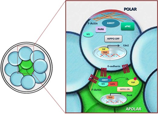 Example of integration of positional, polarity and molecular cues to achieve differential gene expression and determination of alternative cell fates. In inner cells (in green), Amot is associated with the adherens junctions throughout the cell membrane and has reduced activity for F-actin. This condition promotes interaction with and phosphorylation by Lats and ultimately activation of the Hippo regulatory pathway, which prevents intranuclear localisation of Yap and expression of TE determining genes. In outer cells (in blue), polarisation generated by Par-aPKC sequesters Amot in the apical domain bound to F-actin and prevents the interaction of the same protein with E-cadherin at the level of adherens junctions. In this fashion, Amot is not phosphorylated by Lats and Hippo cannot be activated (Hirate et al., 2013).