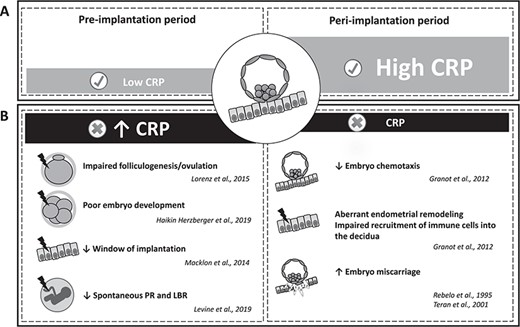 Proposed model of CRP regulation and roles in ART cycles. (A) Modulation of circulating CRP values before and after embryo implantation in optimal ART cycles. (B) Potential effects of CRP dysregulation on ART outcomes. PR: pregnancy rates; LBR: live birth rates.