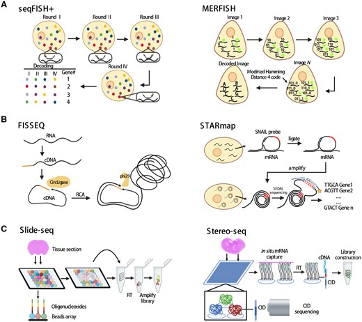 Representative spatial transcriptomics technologies. (A) Schematics of ISH-based ST technologies seqFISH+ and MERFISH. (B) Schematics of ISS-based ST technologies FISSEQ and STARmap. (C) Schematics of solid phase capture-based ST technologies Slide-seq and Stereo-seq. CID: co-ordinate identity; FISSEQ: fluorescent in situ sequencing; ISH: in situ hybridization; ISS: in situ sequencing; MERFISH: multiplexed error-robust fluorescence in situ hybridization; RCA: rolling circle amplification; RT: reverse transcription; seqFISH: sequential single-molecule fluorescence in situ hybridization; ST: spatial transcriptomics; STARmap: spatially resolved transcript amplicon readout mapping.