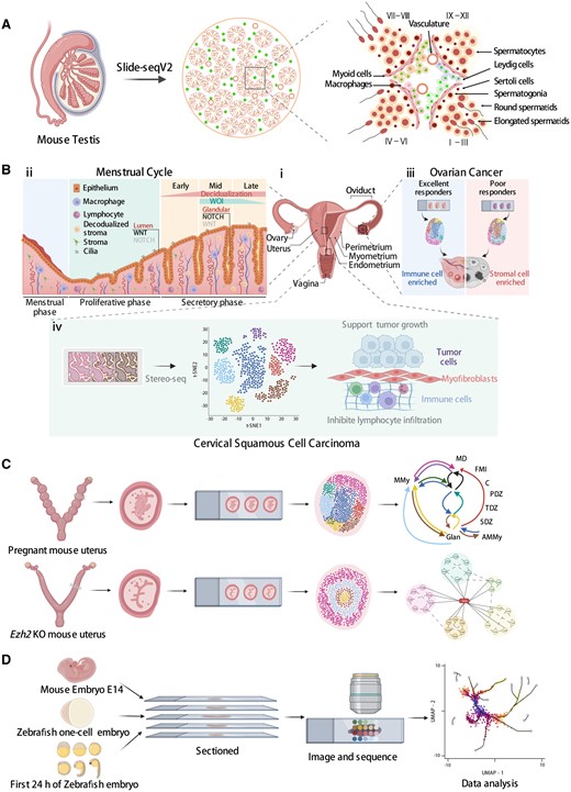 Applications of spatial transcriptomics technologies in reproductive systems. (A) The establishment of an unbiased spatial transcriptome atlas of mammalian spermatogenesis using Slide-seqV2. (B) (i) An overview of the human female reproductive system. (ii) The cellular structure and molecular signaling of the human endometrium throughout the menstrual cycle. (iii) Spatial characterization of high-grade serous ovarian carcinoma tumor tissue from poor and excellent responders to neoadjuvant chemotherapy. (iv) Stereo-seq identifies cancer-associated myofibroblasts, which may play a supporting role in tumor growth and metastasis by inhibiting lymphocyte infiltration and remodeling tumor extracellular matrix in cervical squamous cell carcinoma. (C) Upper panel: spatial cellular neighborhoods of the mouse uterus at the embryo implantation site. AMMy: anti-mesometrial myometrium; E: embryo; FMI: fetal–maternal interface; Glan: uterine glands; MD: mesometrial decidua; MMy: mesometrial myometrium; PDZ: primary decidual zone; SDZ: secondary decidual zone; TDZ: transition decidual zone. Lower panel: the spatial gene expression profile of the enhancer of zeste homolog 2 (Ezh2) knockout (KO) mouse uterus. (D) Dissecting the developmental processes of mouse and zebrafish embryos using spatial transcriptomics technologies.