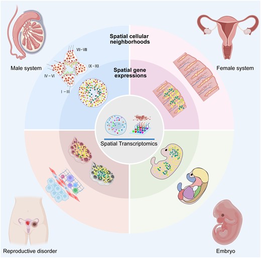 Applications of spatial transcriptomics technologies in mammalian reproductive systems in the context of gametogenesis, embryogenesis, and reproductive pathologies.