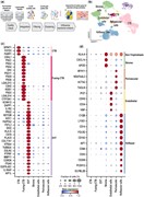 Results of integration of raw data from term human placentas . ( a ) Repres...