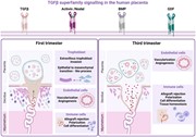 Graphical Abstract     TGFβ signalling governs essential processes in place...