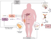 Mechanisms linking obesity with functional disruption of the hypothalamic–p...