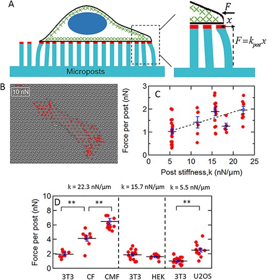 (A) Schematic of a cell on a micropost array. The tips of the microposts are coated with fibronectin (red) to enable coupling to the actomyosin cytoskeleton (green) via integrin linkages. Cellular traction forces bend the posts. The posts’ deflections are converted to force via the posts’ effective spring constant k for small deflections. (B) traction force map of a CMF cell. The red arrows indicate cellular traction force vectors. (C) Dependence of traction force per post on substrate stiffness. Each datapoint is the average traction force per post $\big\langle \big|\vec{F}\big|\big\rangle =\frac{1}{N}\sum_ik\big|\Delta{\vec{r}}_i\big|$ for an individual cell. The variations of $\big\langle \big|\vec{F}\big|\big\rangle$ between different values of k were significant via a one-way ANOVA test over the full dataset (P < 0.001). The dashed line shows a parametrization of the increase of $\big\langle \big|\vec{F}\big|\big\rangle$ with k by linear regression in the range 5.5 nN/μm ≤ k ≤ 22.3 nN/μm as $\big\langle \big|\vec{F}\big|\big\rangle = mk+b$ with m = 0.055 ± 0.013 μm and b = 0.76 ± 0.18 nN (r = 0.9). (D) Dependence of traction force per post on cell type. Each cell type is compared with 3T3 fibroblasts on the corresponding substrate stiffness; significance via unpaired t test: **P < 0.001. Error bars in C and D are standard error of the mean.