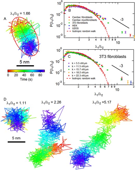 Anisotropy of cortical fluctuations. (A) A displacement trajectory for a micropost adherent to a CMF cell over a 90-second interval. The red ellipse with semimajor axis λ1 and semiminor axis λ2 shows the calculation of the anisotropy index λ1/ λ2 using principal component analysis. (B) Probability distributions of the anisotropy index for (B) different cell types and (C) for 3T3s on substrates of different stiffness show apparent high-anisotropy power-law tails as compared to that computed for an isotropic random walk (dashed red lines). (D) Examples of posts adherent to a CMF cell with different values of λ1/ λ2. Error bars were estimated as $1/\sqrt{N}$ for each bin in the probability distributions.