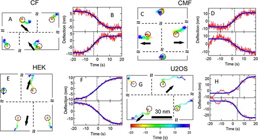 Sample cytoquake events for different cell types. (A–B) Cardiac fibroblast. (C–D) Cardiac myofibroblast. (E–F) HEK. (G–H) U2OS. (A), (C), (E), (G) 2D traces over 40 s for nearest neighbor post pairs and the corresponding 2nd nearest neighbor posts. The black arrows show each post’s overall direction of motion. The trajectories are color coded to indicate time (scale shown in G). The circles show the posts’ resting positions. The relative positions of the posts are shown, but the separations are not to scale. (B), (D), (F), (H) Displacements for the posts in the pairs projected along the lines of centers (red traces). Blue curves show error function fits and dashed lines show the midpoints of the fits.