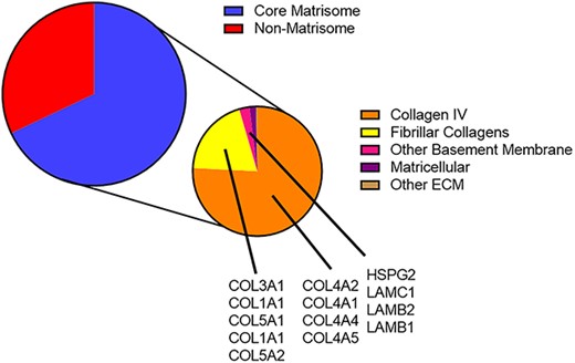 纯化TBM成分的质谱分析。TBM由约68%的核心基质蛋白和32%的非基质蛋白组成。在核心基质蛋白中，ECM主要由IV型胶原（76%）、纤维胶原（20%）以及其他基底膜成分（包括层粘连蛋白和HSPG2）组成。蛋白质亚型的亚类按iBAQ量化的顺序列出。