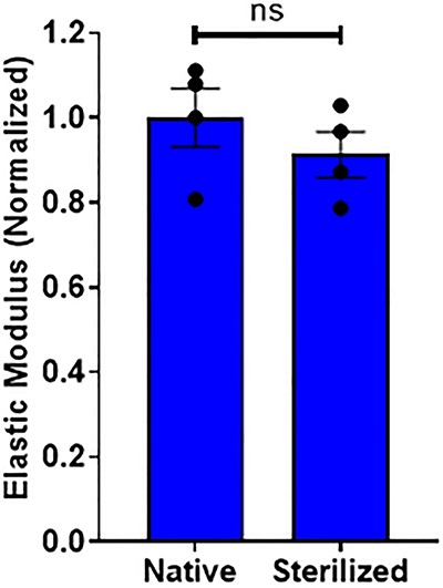用过氧乙酸消毒肾皮质ECM对基质硬度没有显著影响。数据通过t检验进行分析，P<0.05被认为具有统计学意义，每种情况n=4，ns=无统计学意义。