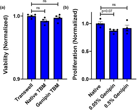 （a） 在Transwell膜、天然TBM和京尼平修饰（0.5%）TBM上培养的肾小管上皮细胞的存活率。天然和京尼平修饰TBM底物上的细胞存活率与Transwell薄膜上的细胞相似。（b） 天然和京尼平修饰TBM上的细胞增殖。京尼平改性TBM上细胞的增殖趋向于小幅度减少，但没有达到统计学意义。数据通过单因素方差分析和事后Dunnett检验进行分析，以将对照组与实验组进行比较。对于每个实验条件，n＝4。