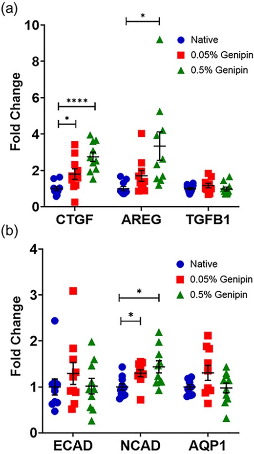 在天然和京尼平修饰的TBM上培养的肾小管上皮细胞的（a）原纤维生长因子和（b）近端小管特异性分化标记物的基因表达。在京尼平增强的TBM中培养的细胞中，CTGF表达以浓度依赖性的方式增加。AREG表现出类似的趋势，但仅在0.5%京尼平组达到统计学意义。TGFB1基因表达无明显变化。在京尼平修饰的TBM上，NCAD基因表达也呈剂量依赖性增加。ECAD或AQP1基因表达未观察到具有统计意义的变化。数据通过Welch方差分析和博士后Dunnett的T3试验进行分析，以比较对照组（Native）和京尼平治疗组。每个实验条件下n=10。