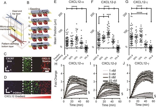 Microfluidic source-sink-migration device. (A, B) Schematic multilayered microfluidic device fabrication and representation of patterned cell seeding. Controlled flow through bottom channels results in 200 μm wide cell patterns with 200 μm gaps. Parts i, ii, and iii depict stepwise addition of CXCL12-secreting cells, CXCR7+ cells, and CXCR4+ cells, respectively. Parts iv and v represent conditions before and after migration. (C, D) Representative confocal images of patterned cells in the device at t = 0 (C corresponds to B iv) and after 24 hours (D corresponds to B v). The CXCL12 secreting cells co-express FP650 (red); CXCR4+ cells express NLS-AcGFP (green); and CXCR7+ cells are stained with Hoescht 33342 (blue). The dashed white line denotes channel boundaries that define the starting position. The graded red triangle below (D) denotes the gradient direction. (E–G) Average position of CXCR4+ cells after 24 hours of migration toward CXCL12-α, -β, or -γ. Each point represents the mean position of ∼300 ± 50 cells from 1 of 6 view fields from 10–11 devices. Fraction of secreting cells denotes the relative dilution of CXCL12-isoform secreting cells patterned with non-secreting cells. Data are shown as mean values ± S.E.M. (n = 6 view fields for 4–11 devices per condition). The bars represent statistical comparison between pairs of conditions. The arrow denotes multiple paired comparisons to the same condition (*p < 0.05, ***p < 0.005, ****p < 0.0001). Data for 100% and 0% secreting cells are marked (#) to designate the same data plotted for comparison in multiple figures. Matched conditions were performed in parallel. (H–J) Cells expressing a luciferase complementation reporter for association of CXCR4 and β-arrestin 2 were incubated with increasing equimolar concentrations of synthetic CXCL12-α, β, or γ. Data were graphed as mean values ± S.E.M. (n = 4 measurements) from one of two representative experiments. Fold change in bioluminescence is relative to untreated cells at corresponding time points. The symbol § demarcates statistical differences by Tukey post hoc test between concentrations for the final time point. For CXCL12-α, 1 nM is different from 6 nM (p < 0.01) and 10 nM (p < 0.01). For CXCL12-β, 1 nM is different from 6 nM (p < 0.05) and 10 nM (p < 0.01). For CXCL12-γ, 1 nM is different from all other concentrations (p < 0.0001). Comparisons between isoforms are in ESI† (Fig. S6).