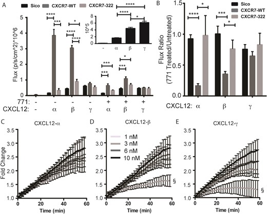 CXCR7-dependent scavenging of CXCL12-isoforms. (A) 231 cells expressing CXCR7-GFP-WT, CXCR7-Δ322-GFP or no CXCR7 were incubated for 1 hour with equal levels (based on Gaussia luciferase activity) of cell-secreted CXCL12-α, β, or γ. Following incubation and acid wash to remove extracellular CXCL12, we measured internal Gaussia luciferase activity to quantify internalization of CXCL12. Photon flux values are reported as mean ± S.E.M. (n = 4 measurements) from one of three representative experiments. The inset highlights only CXCL12-isoforms binding to CXCR7-negative 231-Sico cells. (B) Ratio of internalized bioluminescence signal (A) between cells incubated with inhibitor of CXCL12 binding to CXCR7 (771) relative to untreated cells. Statistical demarcations compare data between bars (*p < 0.05, ***p < 0.005, ****p < 0.0001). (C–E) Cells expressing a luciferase complementation reporter for association of CXCR7 and β-arrestin 2 were incubated with increasing equimolar concentrations of synthetic CXCL12-α, β, or γ. Data were graphed as mean values ± S.E.M. (n = 4 measurements) from one of two representative experiments. Gray-scale code for concentrations indicated in panel D is the same for all isoforms. Fold change in bioluminescence is relative to untreated cells at corresponding time points. The symbol § demarcates statistical differences by Tukey post hoc test between concentrations for the final time point. There are no statistical differences between concentrations of CXCL12-α (C). For CXCL12-β, 1 nM is different from 3 nM (p < 0.01), 6 nM (p < 0.01), and 10 nM (p < 0.0001). For CXCL12-γ, 1 nM is different from 3 nM (p < 0.05), 6 nM (p < 0.01), and 10 nM (p < 0.0001). Comparisons between isoforms are in ESI† (Fig. S5).