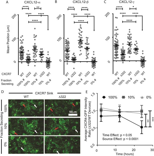 CXCR7 scavenging is necessary for chemotaxis of CXCR4+ cells in response to higher levels of CXCL12. (A–C) Migration of CXCR4+ cells toward various fractions of cells secreting different isoforms of CXCL12 in the presence of cells expressing either CXCR7-WT or a mutant lacking the carboxy terminus of the receptor (CXCR7-Δ322). Data are graphed as average position ± S.E.M. of migrating CXCR4+ cells after 24 hours (n = 6 view fields each for 4–11 devices per condition, similar to previous figures). Fraction of secreting cells denotes the relative dilution of CXCL12-isoform secreting cells. The bar represents the statistical comparison between pairs of conditions. The arrow denotes multiple paired comparisons to the same condition (*p < 0.05, **p < 0.01, ****p < 0.0001). Data for 100%, 10%, and 0% secreting cells are marked (#) to designate the same data plotted for comparison in multiple figures. Matched conditions were performed in parallel. (D) Representative z-stack compressions of confocal images of CXCR4-GFP+ cells after 24 hours patterned in the context of dilutions of CXCL12-β (0, 10, and 100%) and with WT and CXCR7-Δ322 cells. Red arrows highlight intracellular CXCR4-GFP vesicles. White arrows denote cell membrane CXCR4-GFP. (E) Time course quantification of CXCR4-GFP intensity in devices patterned in the context of dilutions of CXCL12-β source cells (0, 10, and 100%). The plot depicts the mean ± SEM of the ratio between average CXCR4-GFP fluorescence intensity for devices with Δ322-CXCR7 relative to WT-CXCR7 (n = 5 images from one of two representative experiments). Two-way ANOVA reveals significant time and source effects without significant interactions. The bars represent statistical significance by the Tukey post hoc test only for the 100% source at the 24 hour time point (**p < 0.01, ***p < 0.005).