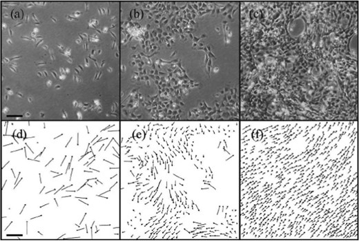 Sheet migration of epithelial cells in vitro. Phase contrast images showing the collective behavior of primary goldfish keratocytes for three different densities. The normalized density, 〈ρ〉, is defined as 〈ρ〉 = ρobserved/ρmax, where ρmax is the maximal observed density: 25 cells/100 × 100 micron area. (a) 〈ρ〉 = 0.072 (b) 〈ρ〉 = 0.212 and (c) 〈ρ〉 = 0.588. Scale bar indicates 200 μm. As cell density increases, cell motility undergoes transition to collective ordering. The speed of coherently moving cells is smaller than that of solitary cells. (d–f) depict the corresponding velocities of the cells. From Szabó et al., (2006) with permission of Phys. Rev. E: Stat., Nonlinear, Soft Matter Phys.