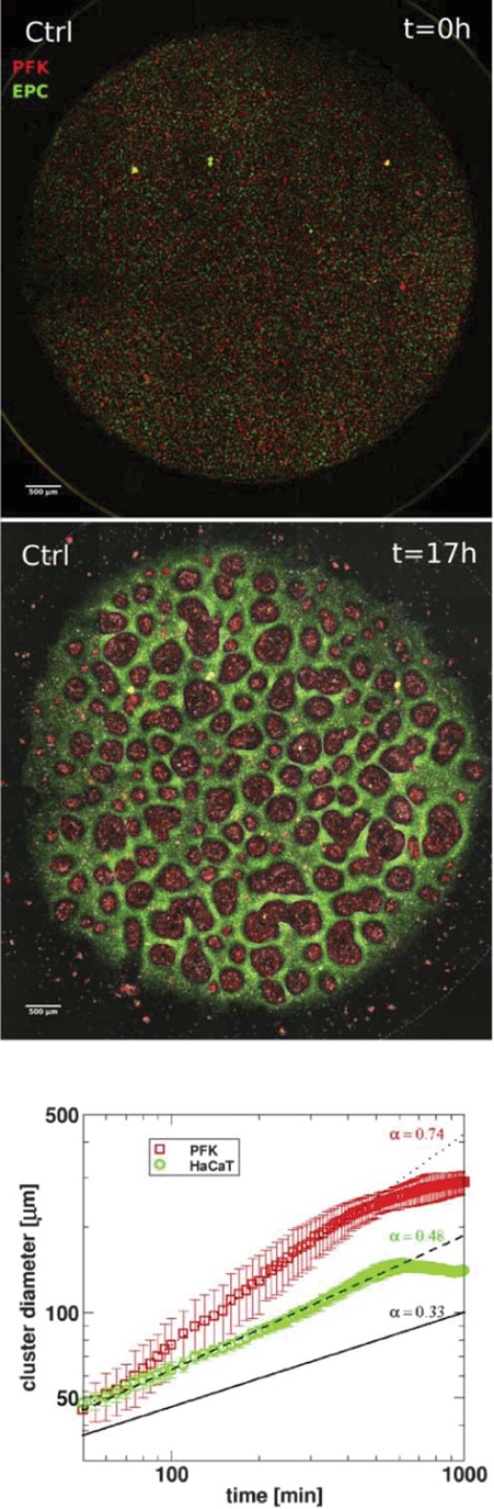 Dynamics of 2-dimensional segregation of keratocytes in culture. Upper panel: segregation in mixed co-cultures of primary goldfish keratocytes (PFK, red) and EPC fish keratocytes (EPC, green), consisting of >250 000 cells. Top panel shows initial stage after cell attachment, middle panel shows final stage after 17 hours of cell migration. Scale bar is 500 μm. Also see Reference video 8. Bottom panel: average cluster diameter growth curves calculated from experiments with primary goldfish keratocytes (PFK) or human keratocytes (HaCaT). Exponent values obtained from fitting straight line segments to the experimental curves are shown. Cluster growth curve of simulated segregation of cells without collective motion characterized by exponent value α = 0.33 is shown for reference (black solid line). From Mehes et al. (2012) with permission of PLoS One.