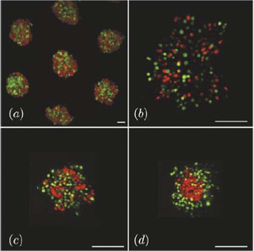 Imaging data for different time points in a segregation experiment with zebrafish ectoderm and mesoderm cells in culture. (a) Micro-molds are used to isolate small populations of ecto- and mesoderm cell mixtures labeled fluorescently with red and green nuclei, respectively. (b) Initial images show homogeneously mixed cells distributed throughout the mold. (c) Cells aggregate together on a time scale of roughly 100 minutes. (d) Imaging after sorting clearly shows the segregation of the two cell populations. Scale bar = 100 micron. From Klopper et al. (2010) with permission of Eur. Phys. J. E: Soft Matter Biol. Phys.