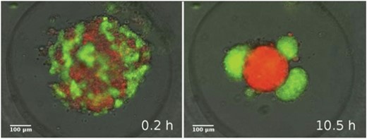 Snapshots from a segregation experiment with two keratocyte types in culture. Left: initial mixture of primary goldfish keratocytes (stained red) and EPC fish keratocytes (stained green) in a micro-mold after onset of segregation. Right: homotypic cell clusters formed through segregation. Also see Reference video 9. From Mehes and Vicsek (2013) with permission of Complex Adap. Syst. Model.