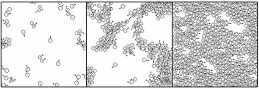 Computer simulations obtained by solving eqn (5) and (6) for different particle densities. In agreement with the observations, the model exhibits a continuous phase transition from disordered to ordered phase. Also see Reference video 1. From Szabó et al., (2006) with permission of Phys. Rev. E: Stat., Nonlinear, Soft Matter Phys.