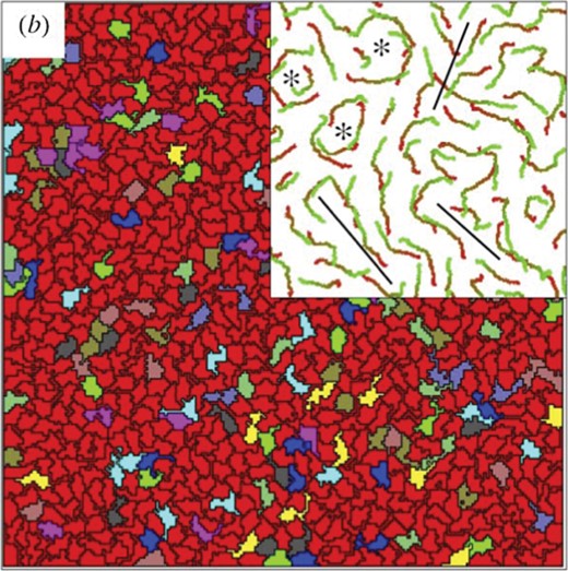 Simulation results with low cell adhesion and strong self-propulsion. The inset demonstrates cell trajectories, black lines separate cell streams moving in opposite direction, asterisks show vortices. Also see Reference videos 10 and 11. From Szabó et al. (2010) with permission of Phys. Biol.