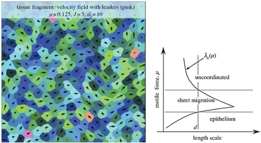 Left: an example of a tissue with a few leader cells (with pink/orange tone) whose polarity is constant and directed towards the right. Right: a sketch of the curve λc (μ) and its qualitative relationship with the different regimes of migration. For a given length scale d associated with a constraint (distance between leaders, distance between boundaries), three regimes can be defined as μ increases: epithelium, sheet migration or uncoordinated. From Kabla (2011) with permission of J. R. Soc. Interface.