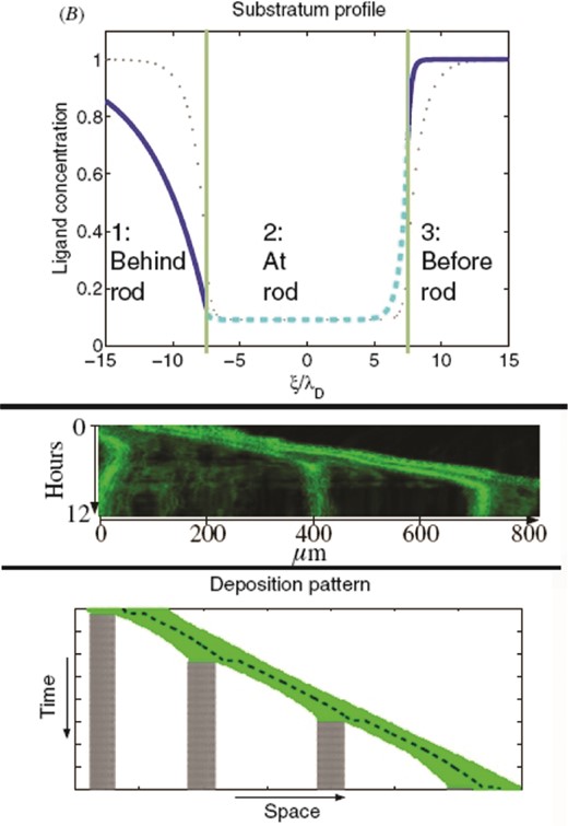 Upper panel: typical ligand concentration in the vicinity of the rod with the ν > 0 solution shown as dashed cyan line and in the free space shown as solid blue. The green lines denote the front and the rear of the rod. A strong gradient at the front of the rod is observed, whereas in the centre of the rod the new steady-state ligand concentration is reached. The dotted grey profile indicates the symmetric ν = 0 solution. Middle panel: kymograph shows the temporal evolution of the fluorescence signal along a section through the maximum intensity projection of the lateral line primordium. Time is along the y-axis and the section's extension is along the x-axis. At 0 μm, a neuromast deposition is shown: the fluorescence signal of deposited cells becomes stationary, i.e. parallel to the time axis, which corresponds to static cell groups. The front of the tissue continues migration as indicated by straight lines that form an obtuse angle with the x-axis. At about 400 and 700 μm further cell depositions are observed. Lower panel: simulation of the elastic rod with deposition. Deposited parts are dotted grey, the rod is shown as solid green lines and the centre of mass of the rod as a dashed black line. The rod moves to the right and grows at a rate η until a critical length is reached, which leads to the deposition of cells. The remainder continues migration. The speed of the centre of mass decreases until a next deposition is observed. From Streichan et al. (2011) with permission of Phys. Biol.