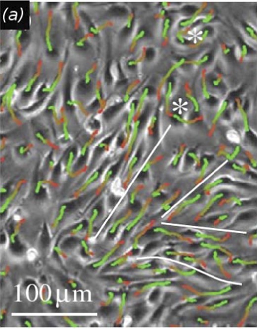 Streaming motion of endothelial cells in vitro. Cell movement within a bovine aortic endothelial (BAEC) monolayer is visualized by cell trajectories in a phase-contrast image with superimposed cell trajectories depicting movements during 1 h. Red-to-green colors indicate progressively later trajectory segments. Adjacent BAEC streams moving in opposite directions are separated by white lines and vortices are indicated by asterisks. From Szabó et al. (2010) with permission of Phys. Biol.