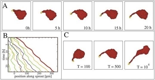 Computational model of multicellular sprout elongation: leader cell-initiated sprouting behavior in a computational model system with preferential attraction to elongated cells. (A) Typical time-course of sprout growth: the leader is slightly elongated, thus it pulls passive cells from the initial aggregate. The passive cells become elongated as well and attract further cells into the growing sprout. With sufficient supply of cells, the expansion can continue for an extended time period. (B) Cell trajectories along the sprout direction reveal cells entering the sprout as well as changes in cell order due to differential motion in the sprout. (C) Persistence time of polarity defines sprout shape and length, through the polarity persistence parameter T. When the leader cell is more persistent, longer and straighter sprouts form. From Szabo et al., (2010) with permission of Math. Modell. Nat. Phenom.