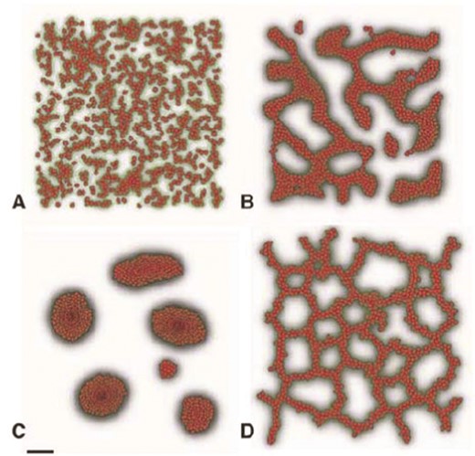 Endothelial cell aggregation; simulation initiated with 1000 scattered cells. (A) After 10 Monte Carlo steps (MCS) (∼5 min). (B) After 1000 MCS (∼8 h). (C) After 10 000 MCS (∼80 h). (D) Contact-inhibited chemotaxis drives formation of vascular networks. Scale bar: 50 lattice sites (≈100 μm). Contour levels (green) indicate ten chemoattractant levels relative to the maximum concentration in the simulation. Grey shading indicates absolute concentration on a saturating scale. From Merks et al. (2008) with permission of PLoS Comput. Biol.