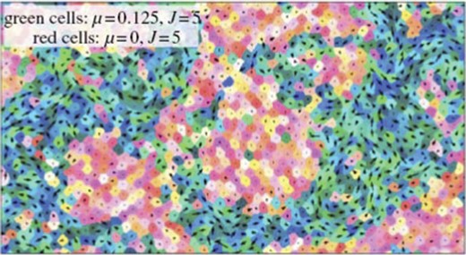 Simulated segregation of motile and non-motile cells. A snapshot of the simulated segregating tissue of motile and non-motile cells at t = 106 MCS (Monte-Carlo steps). Membrane tension, J, and motile force, μ, of cells are indicated. From Kabla (2012)25 with permission of J. R. Soc Interface.