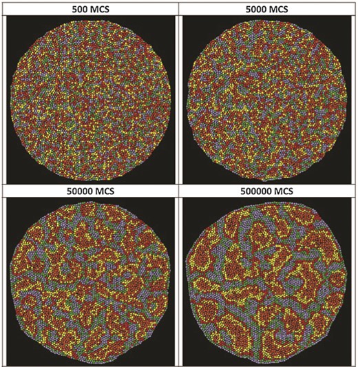 Clustering dynamics of cells with different adhesion characteristics. Snapshots taken from a 5000 cell aggregate simulation with five levels of cadherins showing the dynamics of cluster formation. Time points are denominated as Monte-Carlo steps (MCS). From Zhang et al. (2011) with permission of PLoS One.