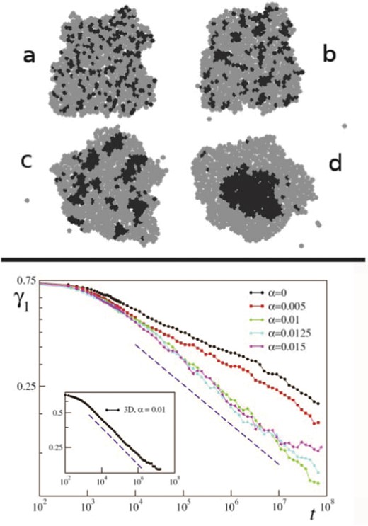 Segregation dynamics of simulated ectoderm and endoderm cells. Upper panel: cell sorting of 800 cells. The endodermal and ectodermal cells are represented by black and gray circles, respectively. (a) The initial cluster with mixed cell types. (b) The cluster after 3000 time steps and (c) is taken at t = 3 × 105. Clusters of endodermal cells form and grow as time passes by. (d) At t = 2 × 106 a single endodermal cluster is formed, but isolated cells remain within the ectoderm tissue, in agreement with experiments of Rieu et al., 1998.102 Lower panel: cell sorting in two dimensions from a random, roughly circular initial aggregate of N = 6400 cells in a proportion of 1 : 3 endodermic to ectodermic cells. Evolution of the segregation index, γ, for different α values. The dashed line has a slope −λ = −0.18. Inset: same in three dimensions but with α = 0.01 and β11 = 8.3. The dashed line has a slope −0.16. From Belmonte et al. (2008)63 with permission of Phys. Rev. Lett.