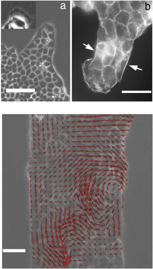 Formation of multicellular fingers in cell monolayers. Upper panel: micrographs of leader cells 18 h after stencil removal. In each image, a single leader drags a finger. (a) Phase contrast image of a finger preceded by a large leader cell. At the leading edge of this leader there is a very active ruffling lamellipodium (inset: contrast was enhanced on this cell), scale bar: 100 μm. (b) Fluorescence image of the actin cytoskeleton. Particularly visible is the subcortical actin belt along the edges of the finger (arrows), scale bar: 50 μm. Lower panel: snapshot of the velocity field 4 h after removal of the stencil. This image was obtained by particle imaging velocimetry. The two vortices are an illustration of how coordinated the flows can be but are not a general feature. Scale bar: 50 μm. From Poujade et al. (2007) with permission of Proc. Natl. Acad. Sci. U. S. A.