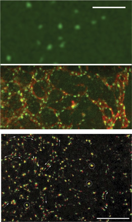 Formation of the primary vascular network in the quail embryo. Upper panel, top: endothelial cell precursors specifically expressing YFP (green) in their nuclei are scattered in the lateral mesoderm at Hamburger-Hamilton stage 8. Upper panel, bottom: the same part of the embryo 4 hours later. Endothelial cells expressing YFP (green) and also labeled with CyC3-conjugated QH1 antibody (red) against a specific endothelial cell surface marker have self-organized into a polygonal tubular network and the presumptive dorsal aorta (vertical tube at right). The scale bar is 100 μm. Exerted from supplementary videos of Sato et al. (2010) with permission of PLoS One, also see Reference videos 2 and 3. Lower panel: cell-autonomous active movement of TIE1 + nuclei, obtained after digitally correcting for the deformations associated with tissue motion in the nascent network during vasculogenesis of the quail. Two consecutive frames, separated by 8 minutes, are shown – the first as red, the second as green. Motile activity is inhomogeneous within the population: some nuclei do not move (appear as yellow, some are marked with circles), while most cells move in a chain-migration fashion (indicated by arrows). At this stage of vasculogenesis, movement directions are highly variable: even in the same vascular segment, groups/chains are seen moving in opposite directions. Scale bar: 200 μm. From Sato et al. (2010) with permission of PLoS One.