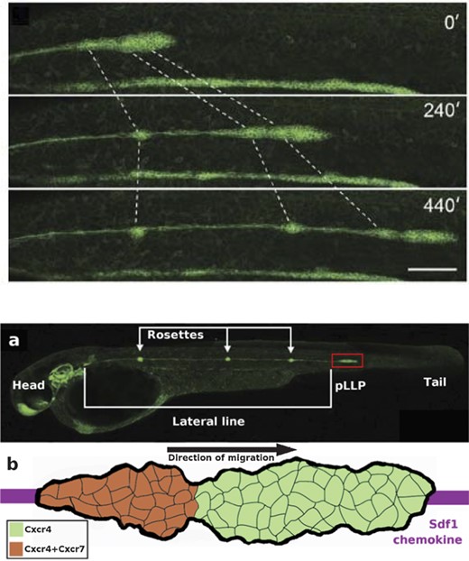 The posterior lateral line primordium couples collective migration to differentiation. Upper panel: an overview of a time-lapse movie showing 10 h of lateral line morphogenesis with Claudin B-GFP. The lateral line primordium migrates at a speed of ∼66 μm h−1 at 25 °C. Forming neuromasts at the trailing edge (dotted lines) decelerate, causing the tissue to stretch, before being deposited. The scale bar is 100 μm. Also see Reference video 6. From Haas and Gilmour (2006)6 with permission of Dev Cell. Lower panel, (a) Microscopic image of the zebrafish embryo at 42 hpf. The posterior lateral line primordium (pLLP, red box) and rosettes are visible due to Claudin B-GFP marker. Modified from Haas and Gilmour (2006)6 with permission of Dev. Cell. (b) Schematic image of the pLLP corresponding to the area highlighted in red box in (a). The primordium migrates along the Sdf1 chemokine prepattern (purple stripe), detected by CxCr4 receptor (green). The trailing region of the primordium also express Cxcr7 receptor (overlap of the two receptors is seen in orange).