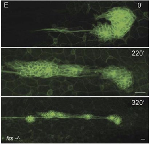 Overview of a time-lapse movie showing the lateral line primordium undergoing a “U-turn” maneuver. The upper “start” panel shows a rounded primordium; a small group of cells projects backward, causing the tissue to rotate. Once this “U-turn” is complete, the primordium readopts its normal polarized morphology and migrates at normal speed in the reverse direction and even deposits a proneuromast. Also see Reference video 7. From Haas and Gilmour (2006) with permission of Dev. Cell.