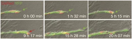 Dynamic observations of tip cell shuffling in sprouting angiogenesis. Time-lapse microscopy images of chimaeric embryoid bodies of wild-type cells expressing DsRed (red) or YFP (green). Red arrow indicates when a green cell is overtaken by a red. From Jakobsson et al. (2010).with permission of Nat. Cell Biol.