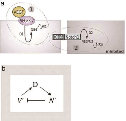 (a) The two pathways involved in notch-mediated tip cell fate determination. D1 and D2 are transcriptional delays. R1 and R2 are recovery delays representing the time it takes before gene expression returns to normal. d and s represent expression levels in response to receptor activation or loosely, transcription factors. (b) The pathway as a negative feedback loop, active VEGFR-2 (V0) induces Dll4 (D), which increases active Notch1 (N0) leading to VEGFR-2 inhibition. From Bentley et al. (2008) with permission of J. Theor. Biol.