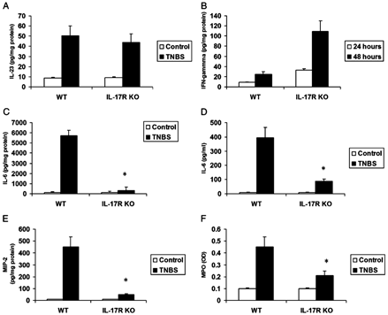 Critical role of IL-17R signaling for tissue neutrophil recruitment and tissue IL-6 and MIP-2 induction. A, Tissue IL-23 levels in WT and IL-17R KO mice in response to intrarectal TNBS (24 hours). Results represent mean + SEM of 4–6 mice. B, Tissue interferon-γ levels in WT and IL-17R KO mice in response to intrarectal TNBS (24 hours). C, Tissue IL-6 levels in WT and IL-17R KO mice in response to intrarectal TNBS (48 hours). D, Serum IL-6 levels in WT and IL-17 R KO mice in response to intrarectal TNBS (48 hours). E, Tissue MIP-2 levels in WT and IL-17R KO mice in response to intrarectal TNBS (48 hours). Results represent mean + SEM of 5 mice. F, Tissue MPO levels in WT and IL-17R KO mice in response to intrarectal TNBS (48 hours). Results represent mean + SEM of 4–7 mice. *P < 0.05 vs control.