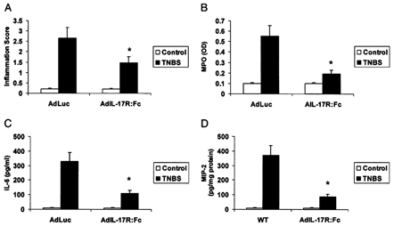 Antagonizing IL-17R signaling with a soluble IL-17R:Fc fusion protein antagonizes colitis, tissue neutrophil recruitment, and tissue IL-6 and MIP-2 induction. Mice were treated with 109 pfu of AdLuc or AdIL-17R:Fc 12 hours after administration of TNBS. Mice were killed at 48 hours. A, Tissue inflammation score in AdLuc- or AdIL-17R:Fc-treated mice in response to intrarectal TNBS. Results represent mean + SEM of 5–6 mice. B, Tissue MPO levels in AdLuc- or AdIL-17R:Fc-treated mice in response to intrarectal TNBS. Results represent mean + SEM of 4–6 mice. C, Serum IL-6 levels in AdLuc- or AdIL-17R:Fc-treated mice in response to intrarectal TNBS. Results represent mean + SEM of 4–6 mice. D, Tissue MIP-2 levels in AdLuc- or AdIL-17R:Fc-treated mice in response to intrarectal TNBS (48 hours). Results represent mean + SEM of 4–6 mice. *P < 0.05 versus control.