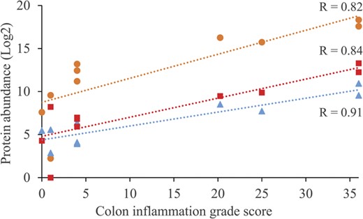 Correlation analysis of inflammatory proteins. Colon inflammation grade scores and the protein abundance in the colon tissue of the inflammatory proteins lactotransferrin (●), S100-A8 (■), and S100-A9 (▲) (S100-A8 and S100-A9 protein constitute calprotectin).